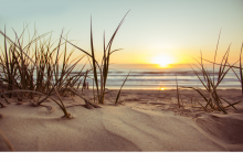 sea grass with beach in background at sunrise
