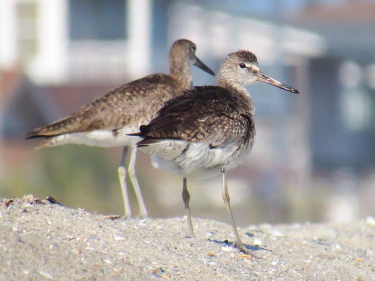 beach-birds