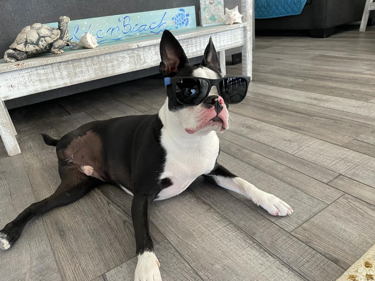 A dog wearing sunglasses on a front porch