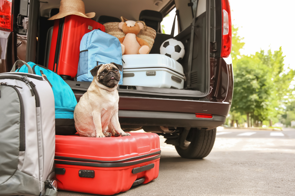 dog sitting on suitcases by car