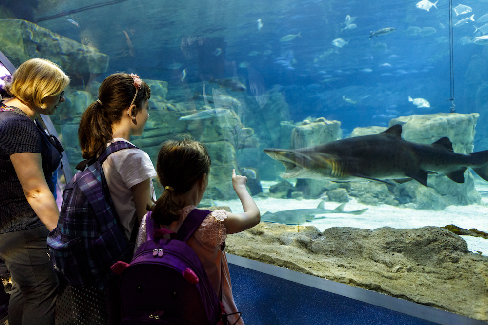 children looking at fish in an aquarium as a shark swims past